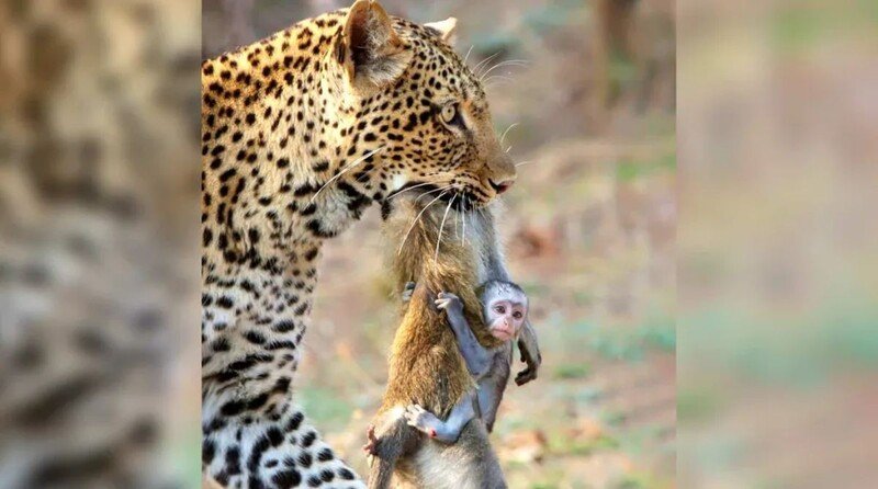 Desperate Baby Monkey Clings To Its Dead Mom After Leopard Caught Her