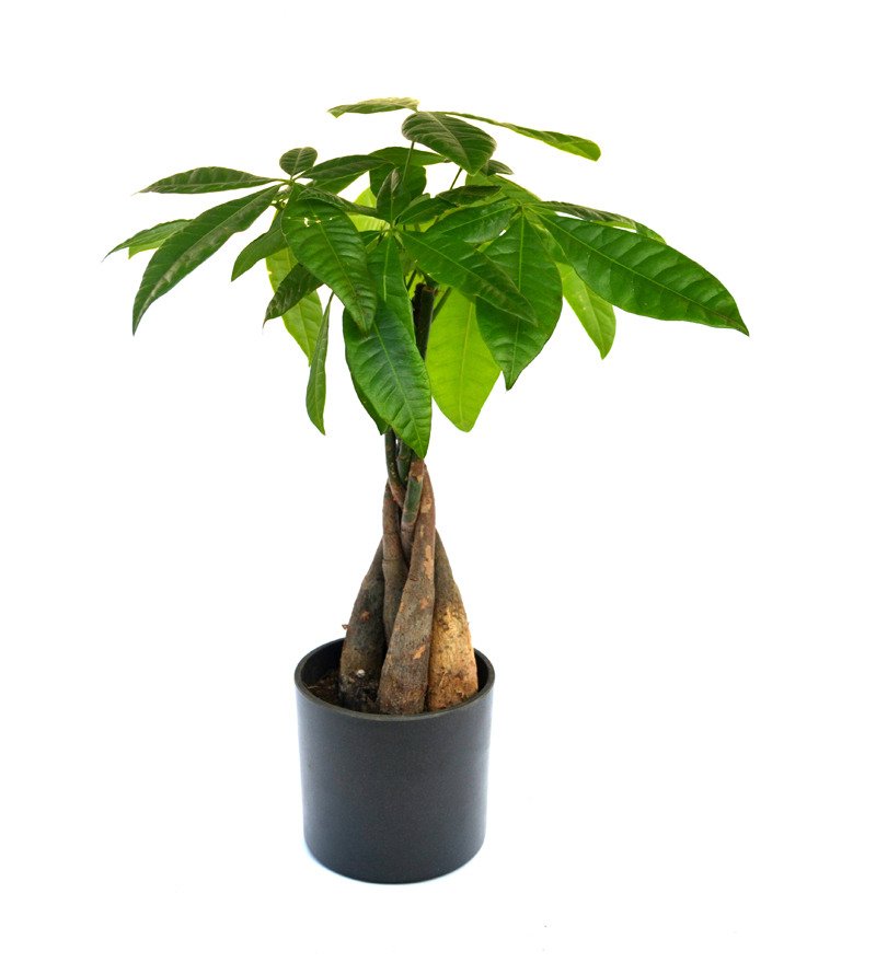 How To Take Care Of Money Tree Plant